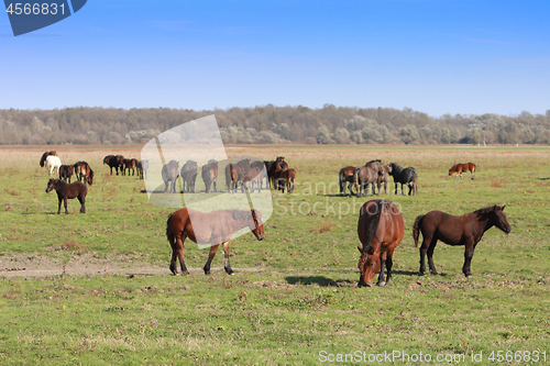 Image of Grazing horses herd in a meadow grazing in horse farm