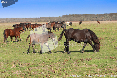 Image of Grazing horses herd in a meadow grazing in horse farm