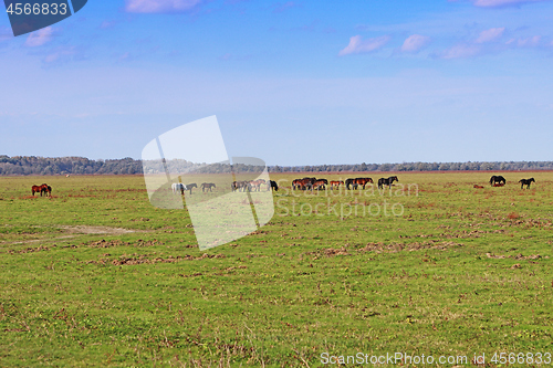 Image of Grazing horses herd in a meadow grazing in horse farm