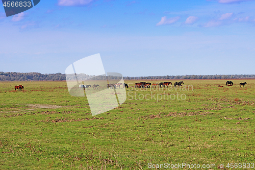 Image of Grazing horses herd in a meadow grazing in horse farm