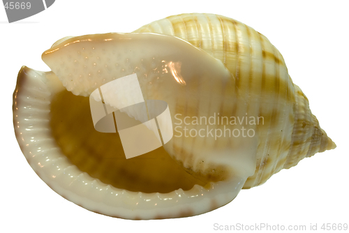 Image of The seashell