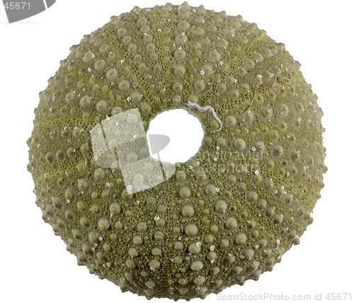 Image of sea urchin