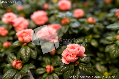 Image of pink flowers at garden