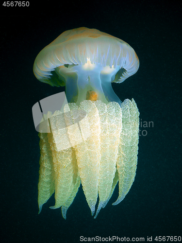 Image of A Barrel Jellyfish Floating