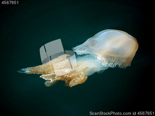 Image of A Barrel Jellyfish Swimming