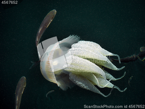Image of Barrel Jellyfish Underwater.