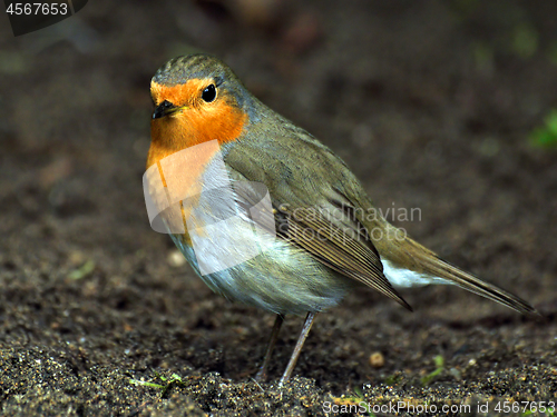 Image of Robin Red Breast