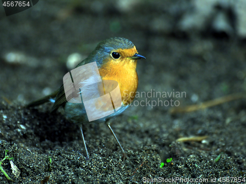 Image of Robin Red Breast