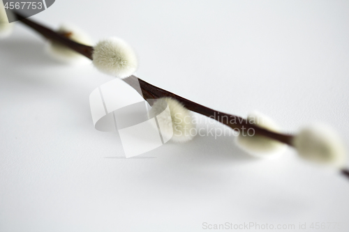 Image of close up of pussy willow branch on white