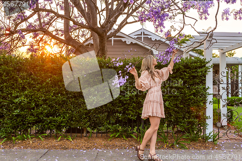 Image of Admiring the purple Jacaranda tree flower clusters