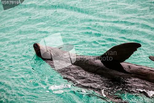 Image of Australian seal basking in the water of the bay