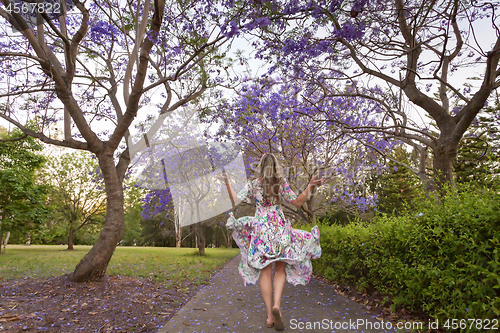 Image of Walking among the rows of purple Jacaranda trees