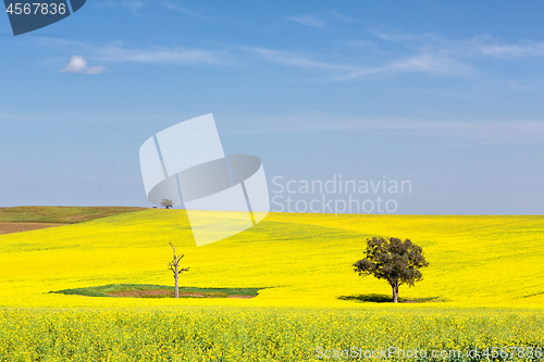 Image of Beautiful undulating canola fields in the spring sunshine