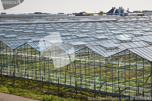 Image of Greenhouse agricultural production