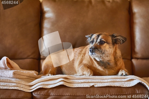Image of Dog resting on the couch