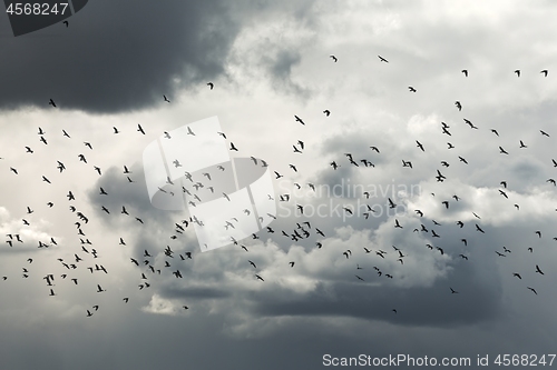 Image of Birds flying in cloudy sky dusk sky