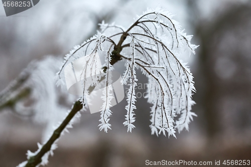 Image of Icy Frosted Branches