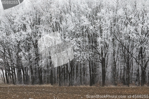 Image of Winter Forest Trees