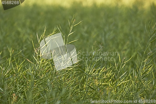 Image of Rapeseed plant closeup