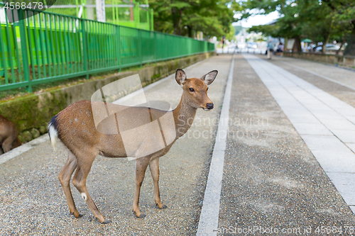 Image of Wild deer in Nara park