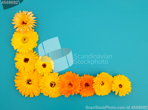 Image of Half border of yellow calendula flowers on teal blue