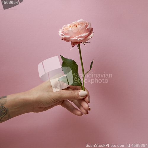 Image of Rose with green leaves in the hand of a woman around a pink background with space for text. Present