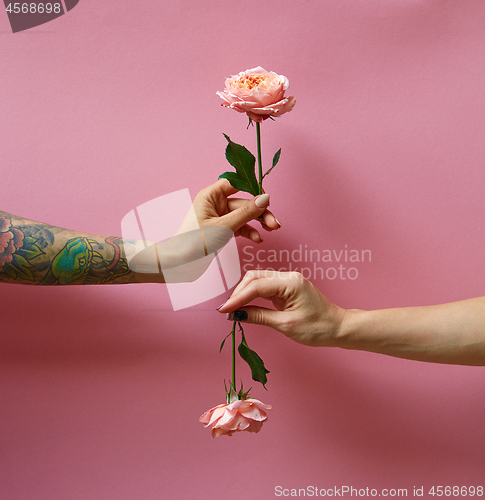 Image of Two woman\'s hands with tattoo and without hold roses flowers on a pink background. Copy space. Card for Woman\'s and Mother\'s Day.