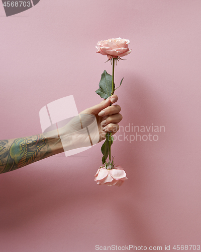 Image of In a female hand with a tattoo. two pink roses presented on a pink background with copy space. St. Valentine\'s Day