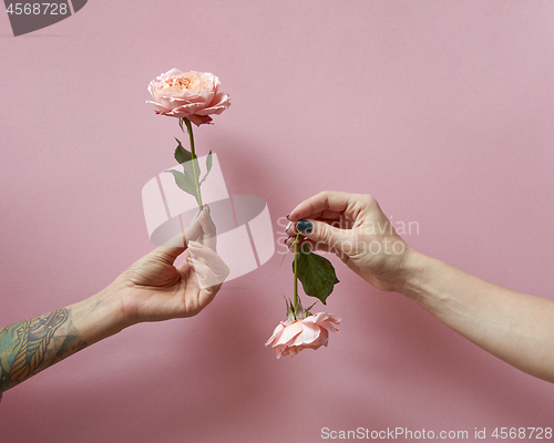 Image of Women\'s hands are holding roses up and down on a pink background with copy space. Postcard layout