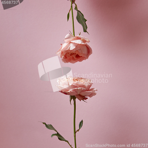 Image of Composition. of pink roses presented on a pink background with copy space. Holiday card