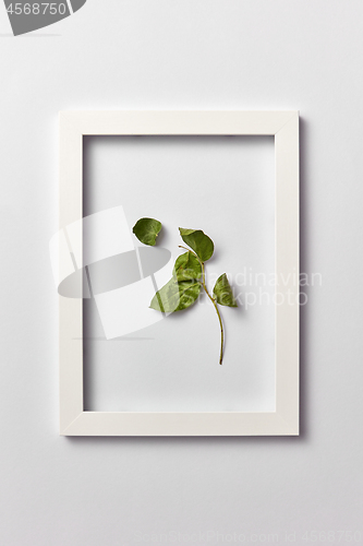 Image of Natural picture with green leaf in a frame on a light background.