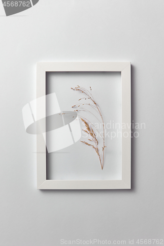 Image of Decorative composition of seedhead plant in a rectangular frame on a light background.