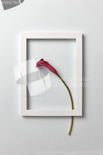 Image of Flowering frame with natural calla lily flower on a light gray background.