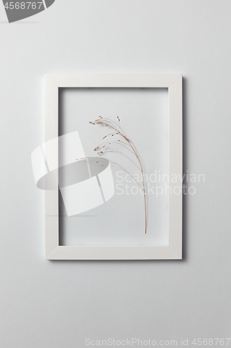 Image of Natural organic frame with dry plant branch on a light gray background.