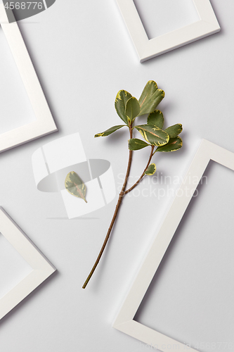 Image of Natural organic ficus branch and empty decorative frames on a light background.