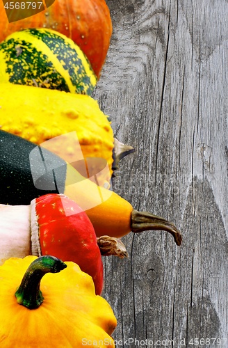 Image of Frame of Colorful Squash and Pumpkins