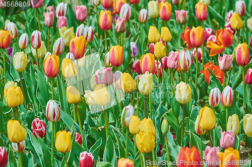 Image of Tulip Flowers of Different Colors