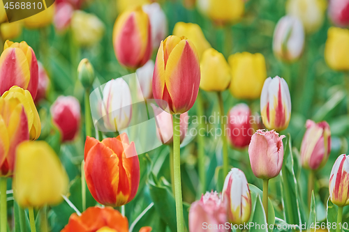 Image of Tulip Flowers of Different Colors