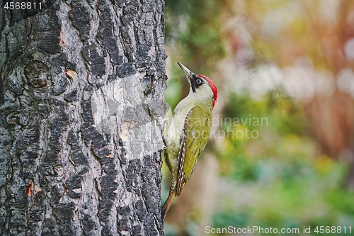 Image of Green Woodpecker on the Tree