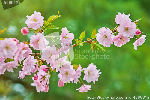 Image of Blossom of Cherry 