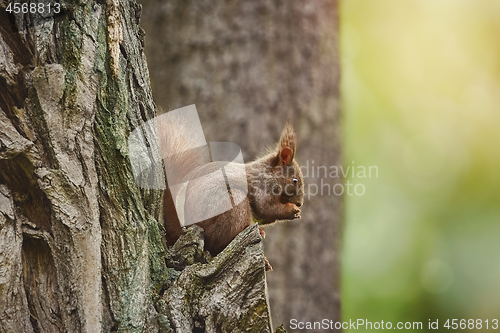 Image of Squirrel on the Tree