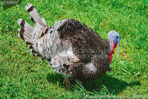 Image of Turkey on Grass