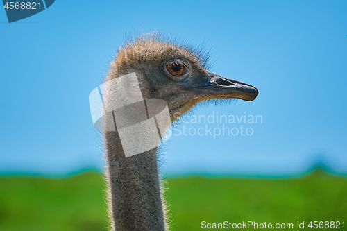 Image of Portrait of Ostrich