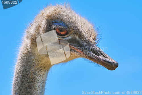 Image of Portrait of Ostrich