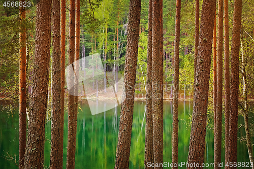 Image of Lake in the Forest