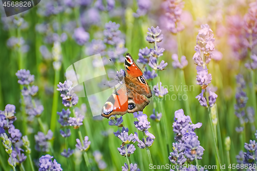 Image of Peacock Butterfly