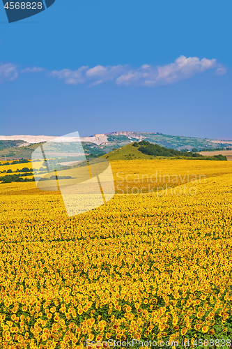 Image of Bulgarian Sunflowers Field