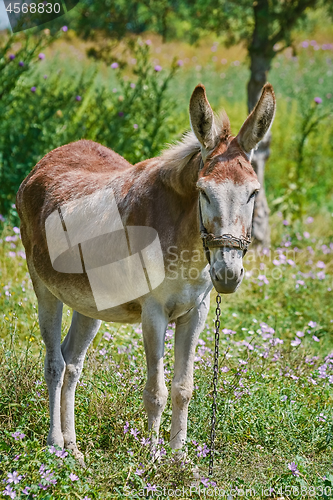 Image of Donkey on Pasture