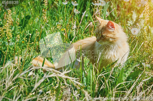 Image of Cat in Grass