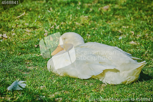 Image of Goose on the Grass